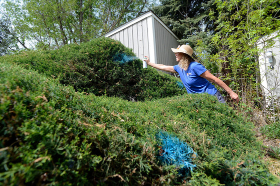 Blue paint is used to mark juniper bushes for removal as part of the Multi-Family Dwelling Rebate Program.