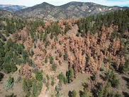 Pine Beetle Forest