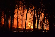 Wildfire in the trees