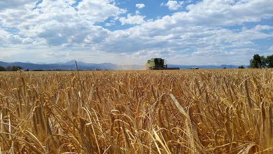 Barley is harvested in a farm field Boulder County.