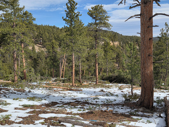 Wildfire mitigation in a forest near Raymond and Riverside, Colorado.