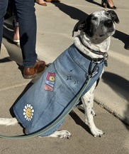 Black and white dog wearing a denim jacket in support of Denim Day 2024