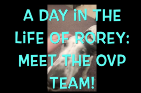 Meet the OVP Team Video