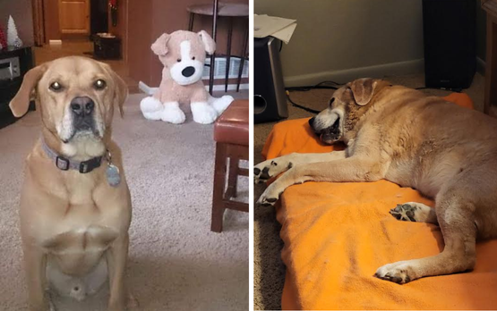 (1) Large fawn-colored dog sitting with a stuffed dog and (2) lying on a dog bed listening to music