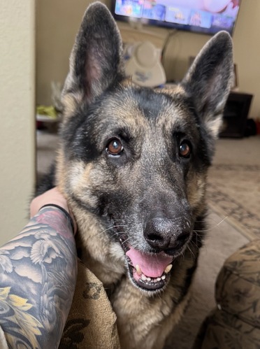German shepherd sitting in a living room with a sweet expression as an arm with intricate, colorful tattoos pets him