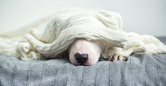 White dog with its nose peeking out from under a white crocheted blanket