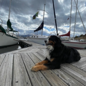 Bernese Mountain Dog 