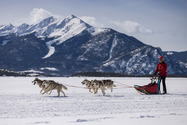 Dogs running on the lake 