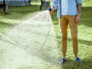 A person watering a green lawn with a hose 