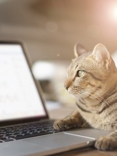 Cat laying next to an open laptop