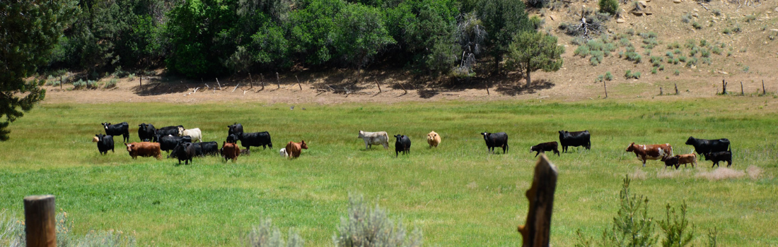 Colorado Resiliency Office Newsletter - October 2026