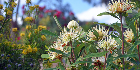 Landscaping for waterwise yards