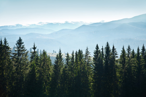Several Pine Trees with mountains in the background