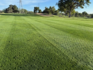 Green grass with punched aeration holes.