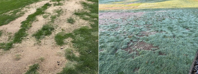 Before picture of fairway showing bare spots; After picture of fairway showing grass growing in after it was slit-seeded.