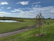 Memorial Tree on Hole 5