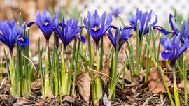 A stand of purple irises in bloom above a bed of mulch.
