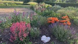 A waterwise flower garden with multiple colors and mulch.