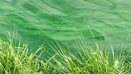 Reservoir water shows sign of algal blooms next to a grassy bank.