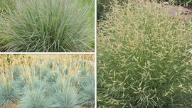 A selection of grass varieties make up this Garden in a Box kit.