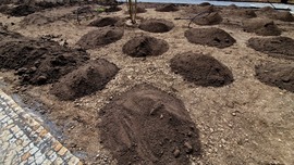 Piles of dark brown compost await tilling into a yard.