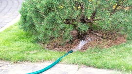 A garden hose runs water to the base of a young pine tree.