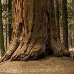 Close-up of a large redwood tree