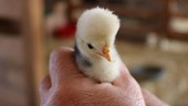 baby chick in hand