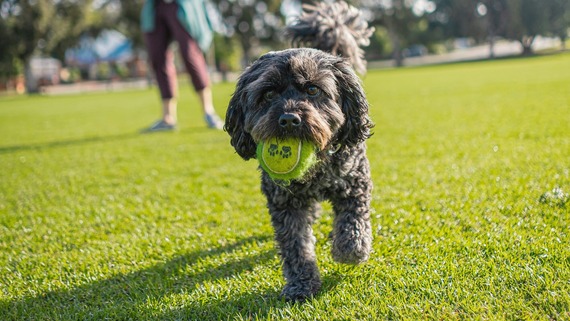 A small black dog carries a ball across a green grass lawn. A person stands in the background.