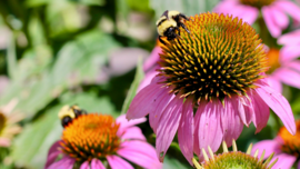 Bees sit on pink flowers