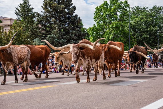 Stampede