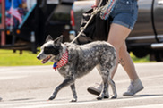 a person walks a dog in the parade.