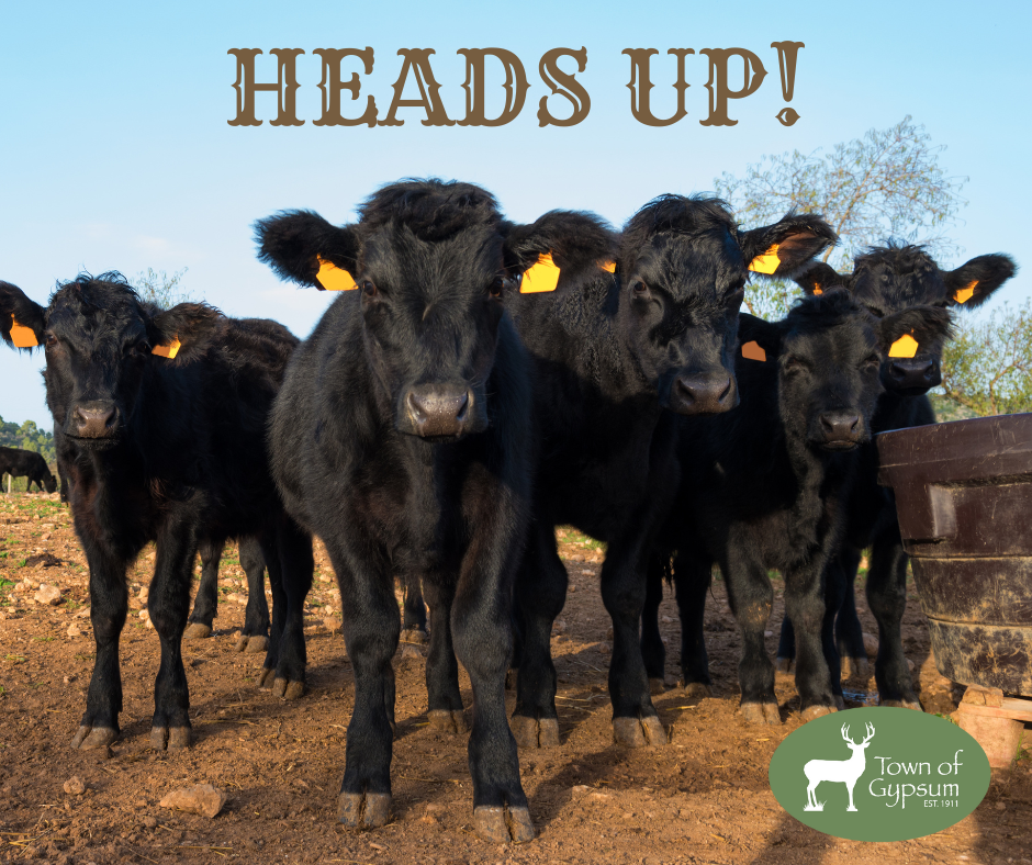 Heads Up! Cattle mooooving along Gypsum Creek starting 10/24/24