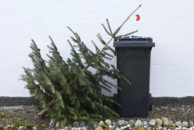 Used holiday tree drop off