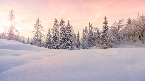 picture of pine trees with snow