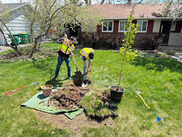 Two people in safety vests dig a hole in a yard to plant a young tree beside a house on a sunny day.