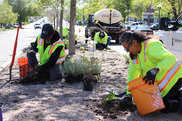 Employees planting in road median