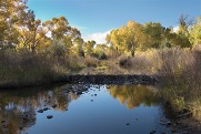 A beaver dam crosses a calm stream surrounded by tall grasses and trees with yellow autumn foliage under a blue sky.