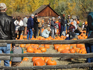 Crowd of people picking pumpkins