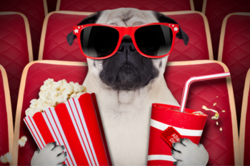 Movie Matinee: Pug dog at movie theater with popcorn and soda