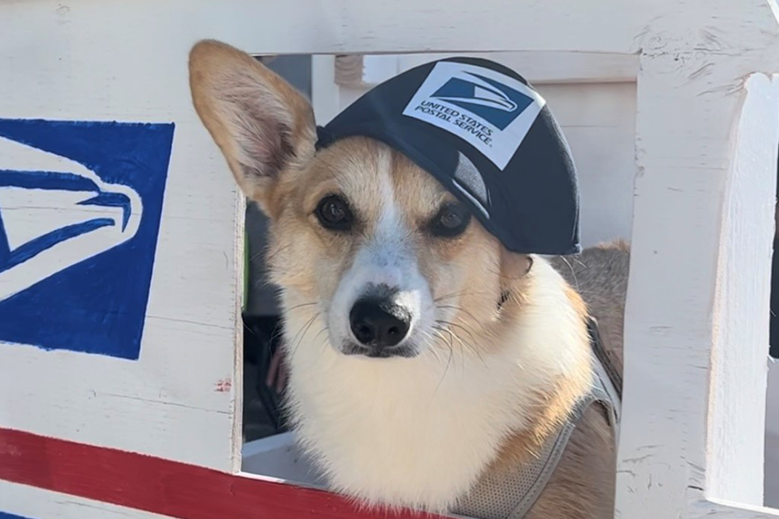 Corgi Dressed up as a mailperson