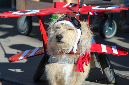 Photo of a dog in airplane costume at Louisville's 2023 Children's Pet Parade