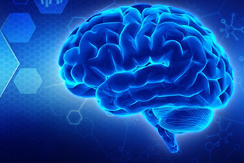 Stock Photo of a Brain