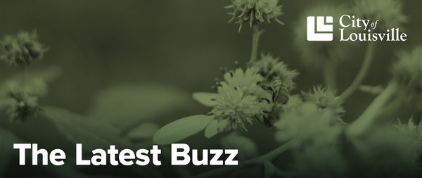 bee on flower the latest buzz