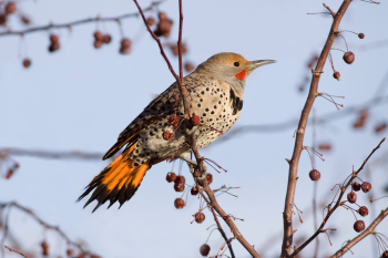 Bird: Native Colorado Bird on a branch