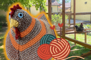 a knit chicken in front of chicken coop with graphic of knitting needles