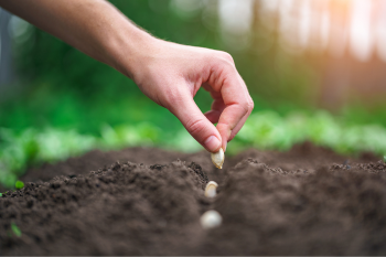 planting seed in soil