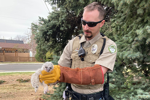 Ranger holding a owlet