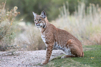 bobcat in natural habitat