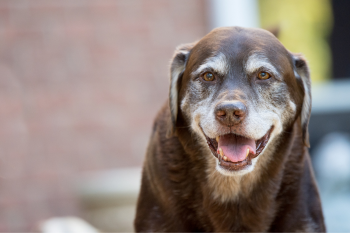 A happy, elderly chocolate Labrador with gray fur around its muzzle smiles warmly at the camera.